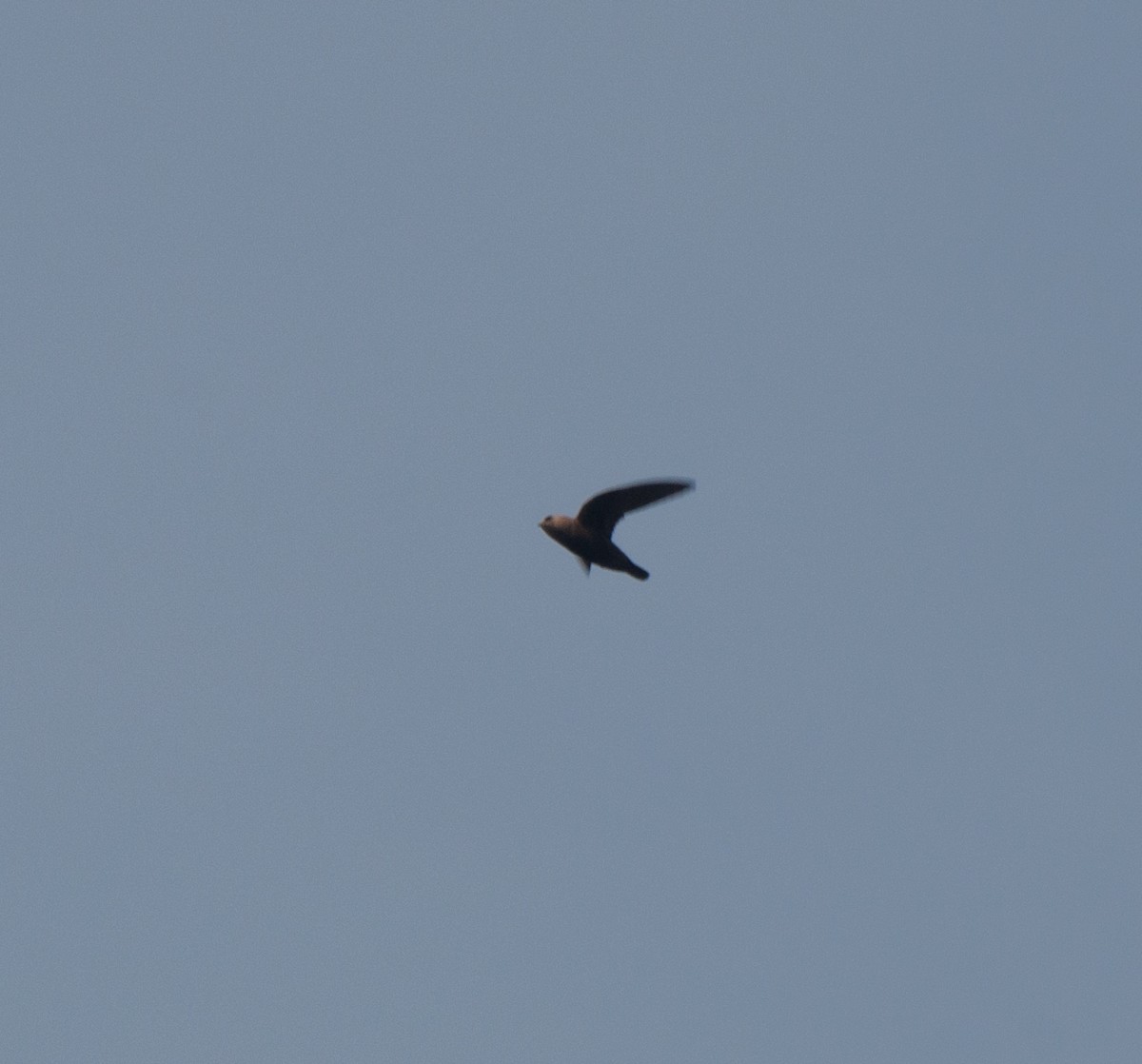 Great Dusky Swift - ML622209302