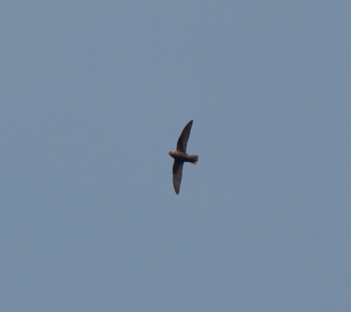 Great Dusky Swift - ML622209303