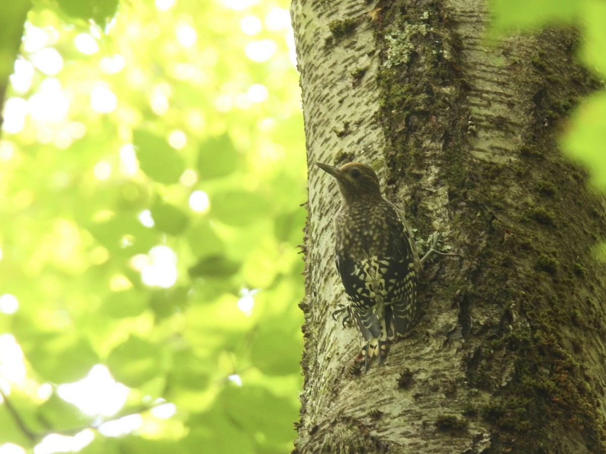 Yellow-bellied Sapsucker - ML622209309
