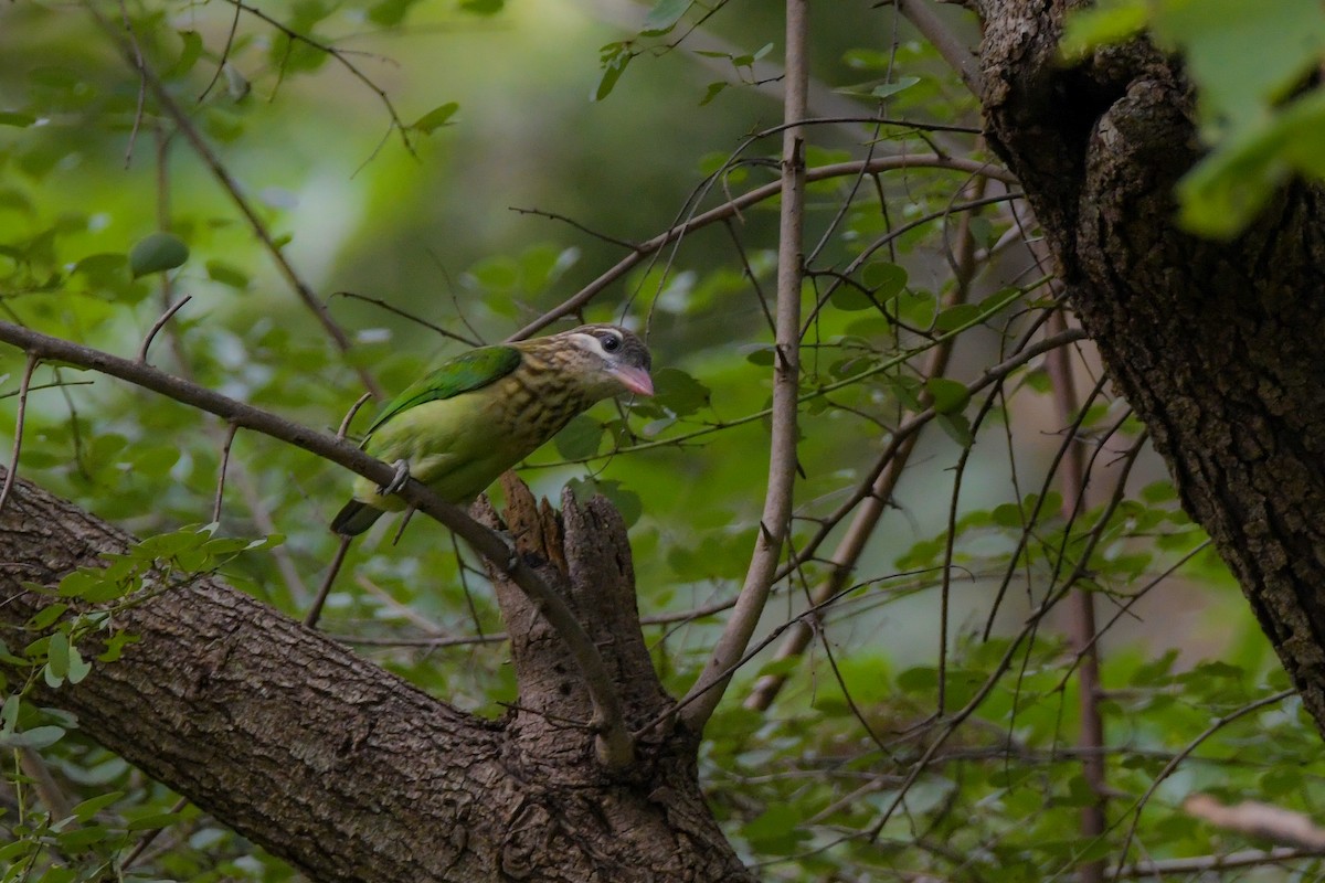 White-cheeked Barbet - ML622209311