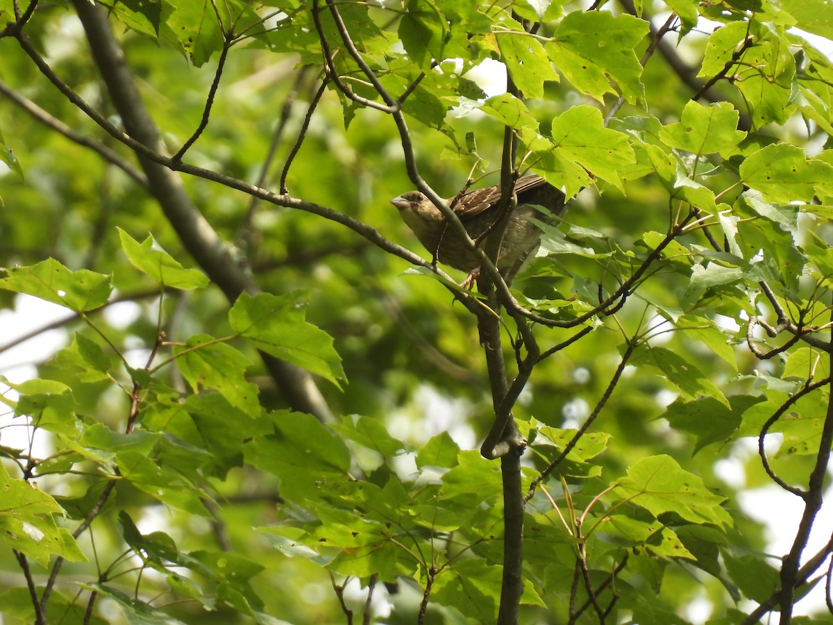 Brown-headed Cowbird - ML622209314