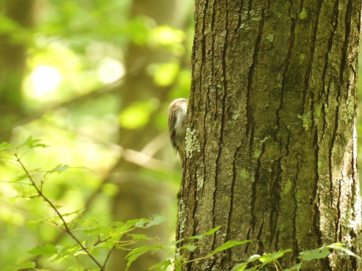Brown Creeper - ML622209317