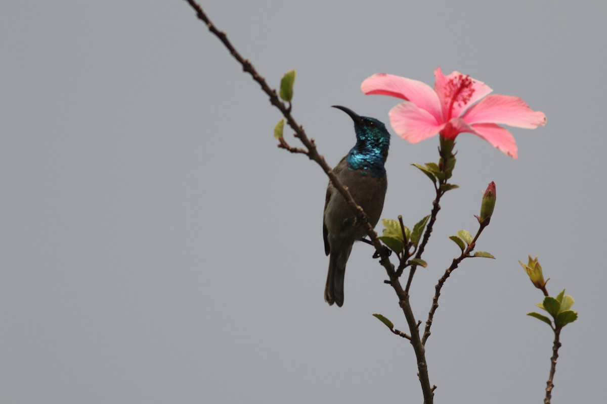 Green-headed Sunbird (Green-headed) - ML622209324