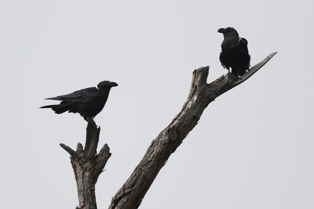 White-necked Raven - ML622209327