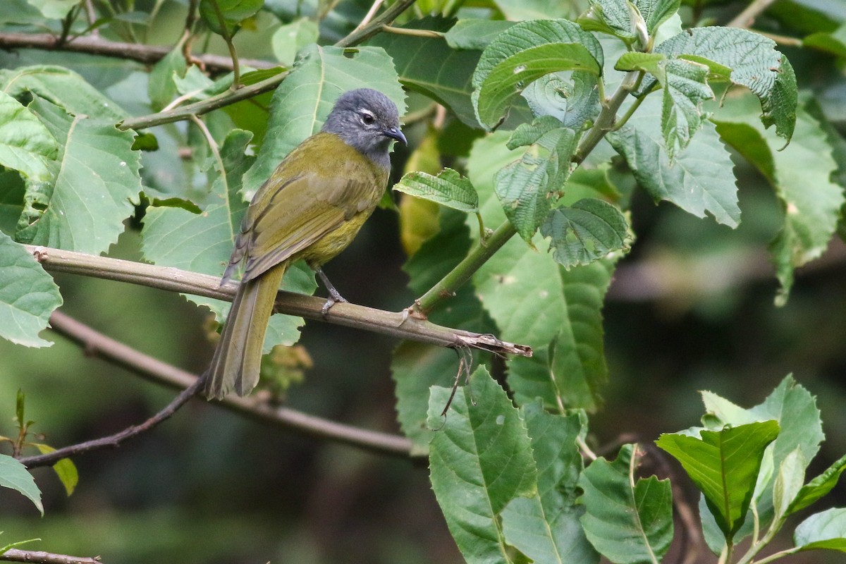 Eastern Mountain Greenbul (Olive-breasted) - ML622209334