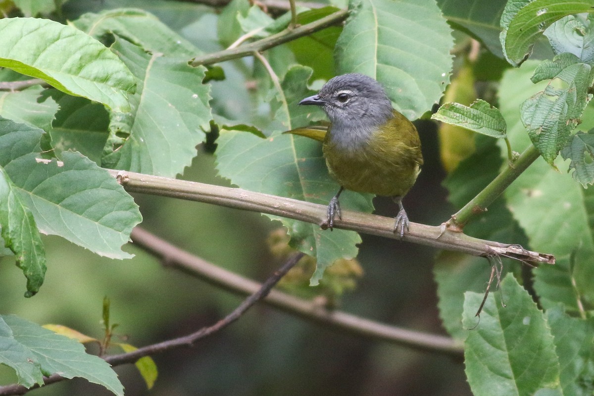 Eastern Mountain Greenbul (Olive-breasted) - ML622209337