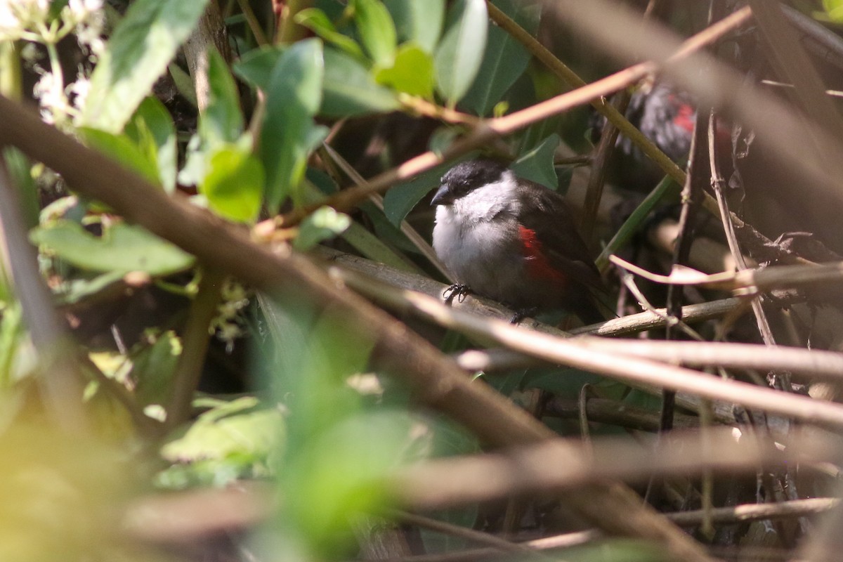 Kandt's Waxbill - ML622209338