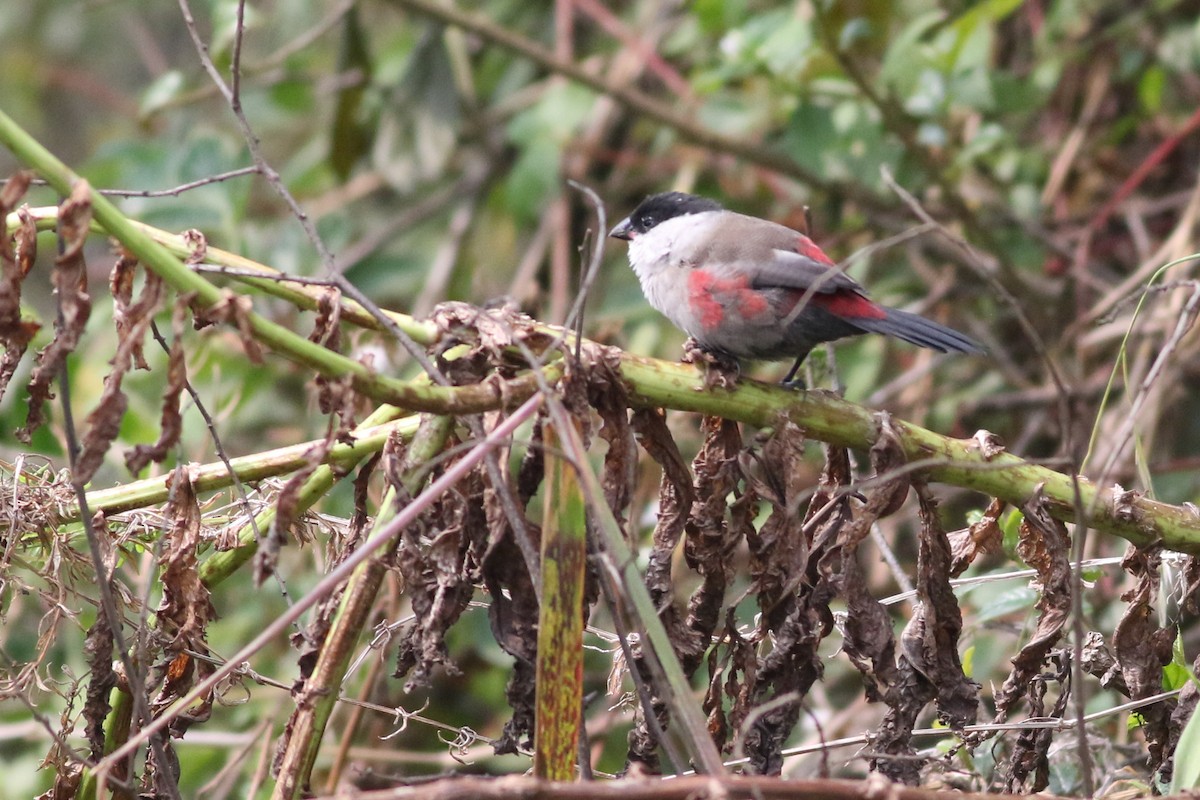 Kandt's Waxbill - ML622209339