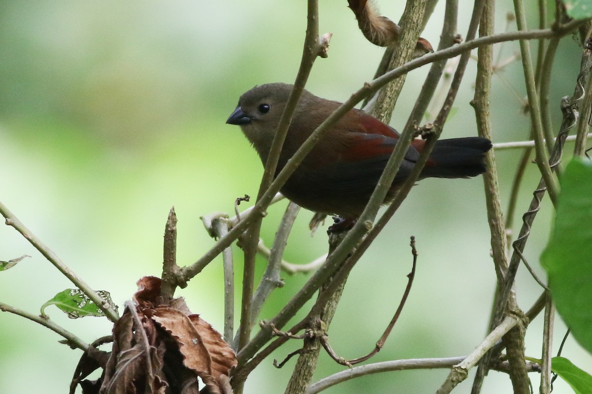 Red-faced Crimsonwing - ML622209345