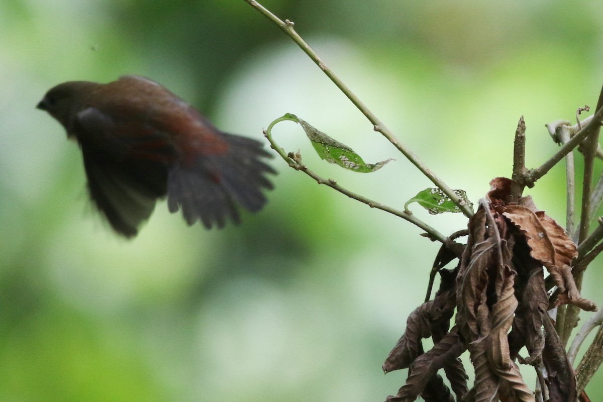 Red-faced Crimsonwing - ML622209346