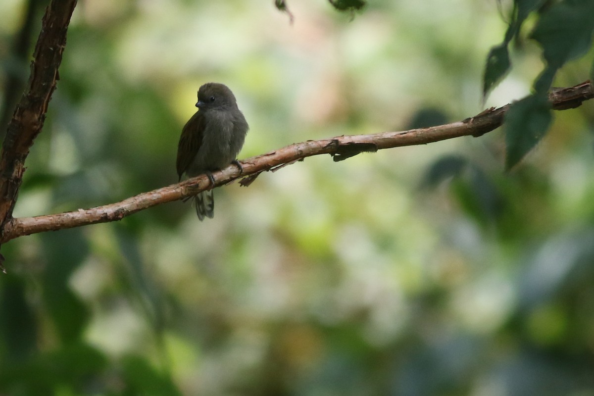 Dwarf Honeyguide - ML622209371