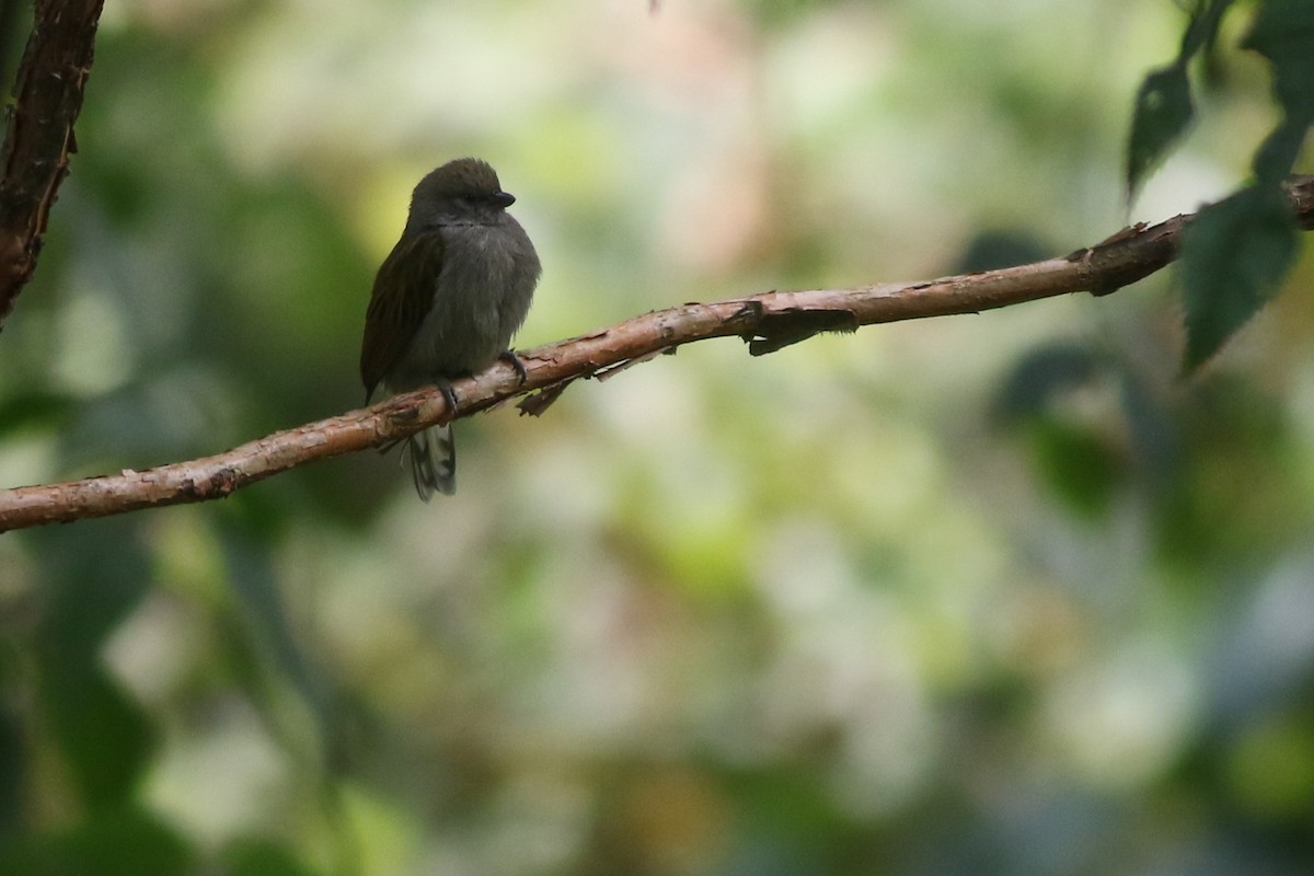 Dwarf Honeyguide - ML622209375