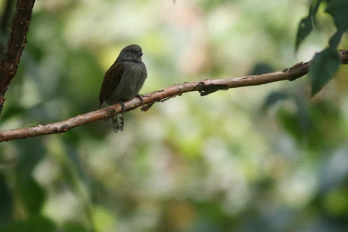 Dwarf Honeyguide - ML622209376