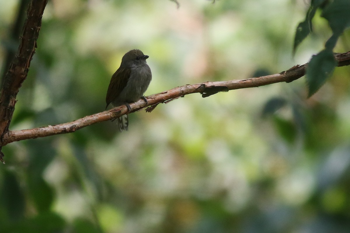 Dwarf Honeyguide - ML622209380