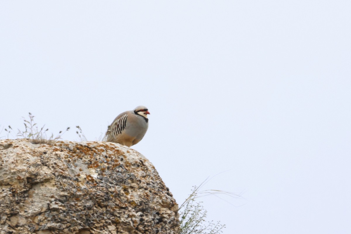 Chukar - ML622209381