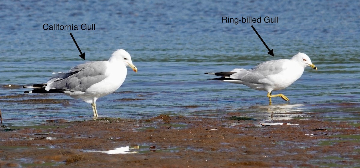 Ring-billed Gull - ML622209390