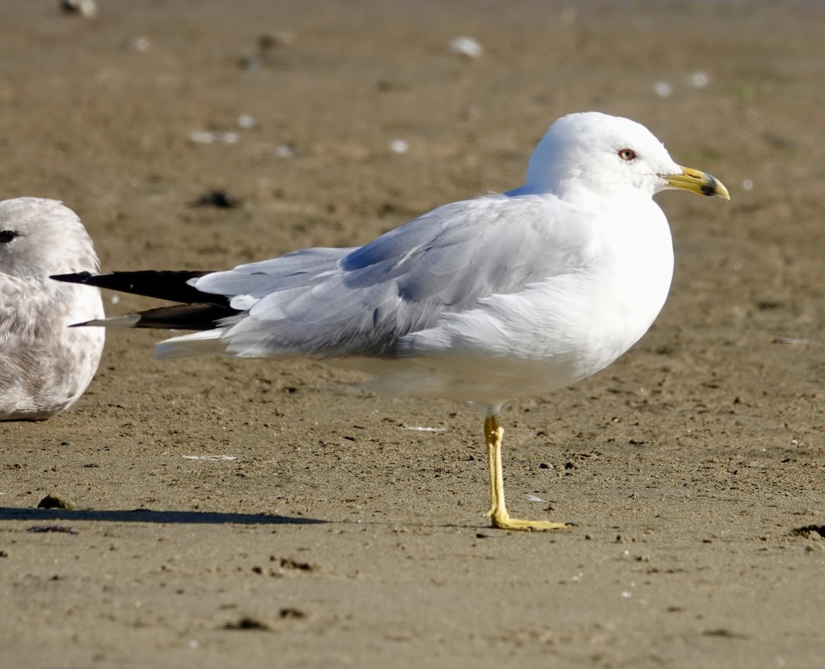 Ring-billed Gull - ML622209391