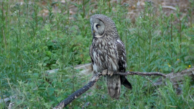 Great Gray Owl - ML622209433