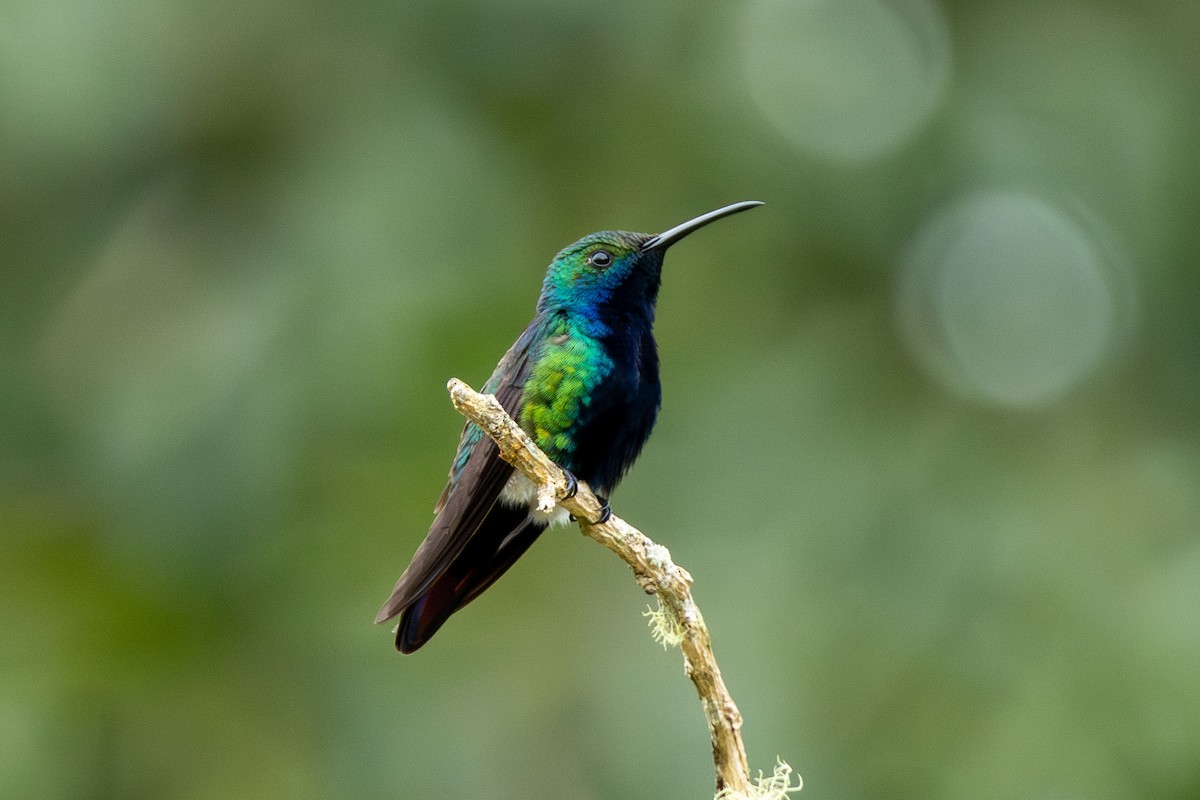 Black-throated Mango - ML622209450