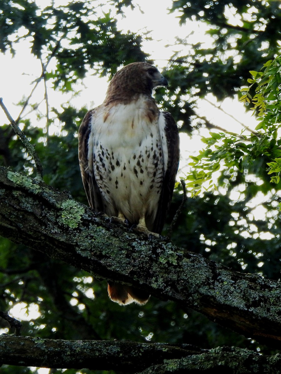 Red-tailed Hawk - ML622209487