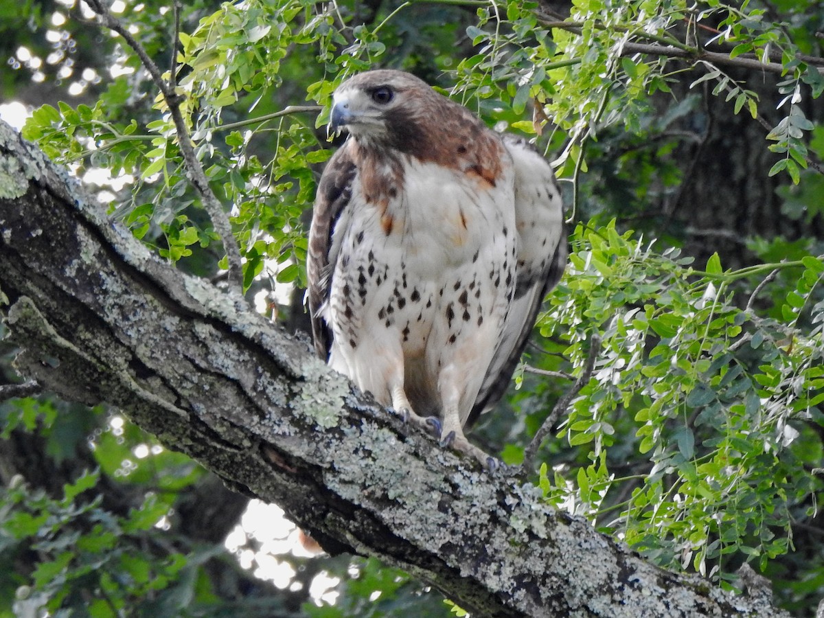 Red-tailed Hawk - ML622209488