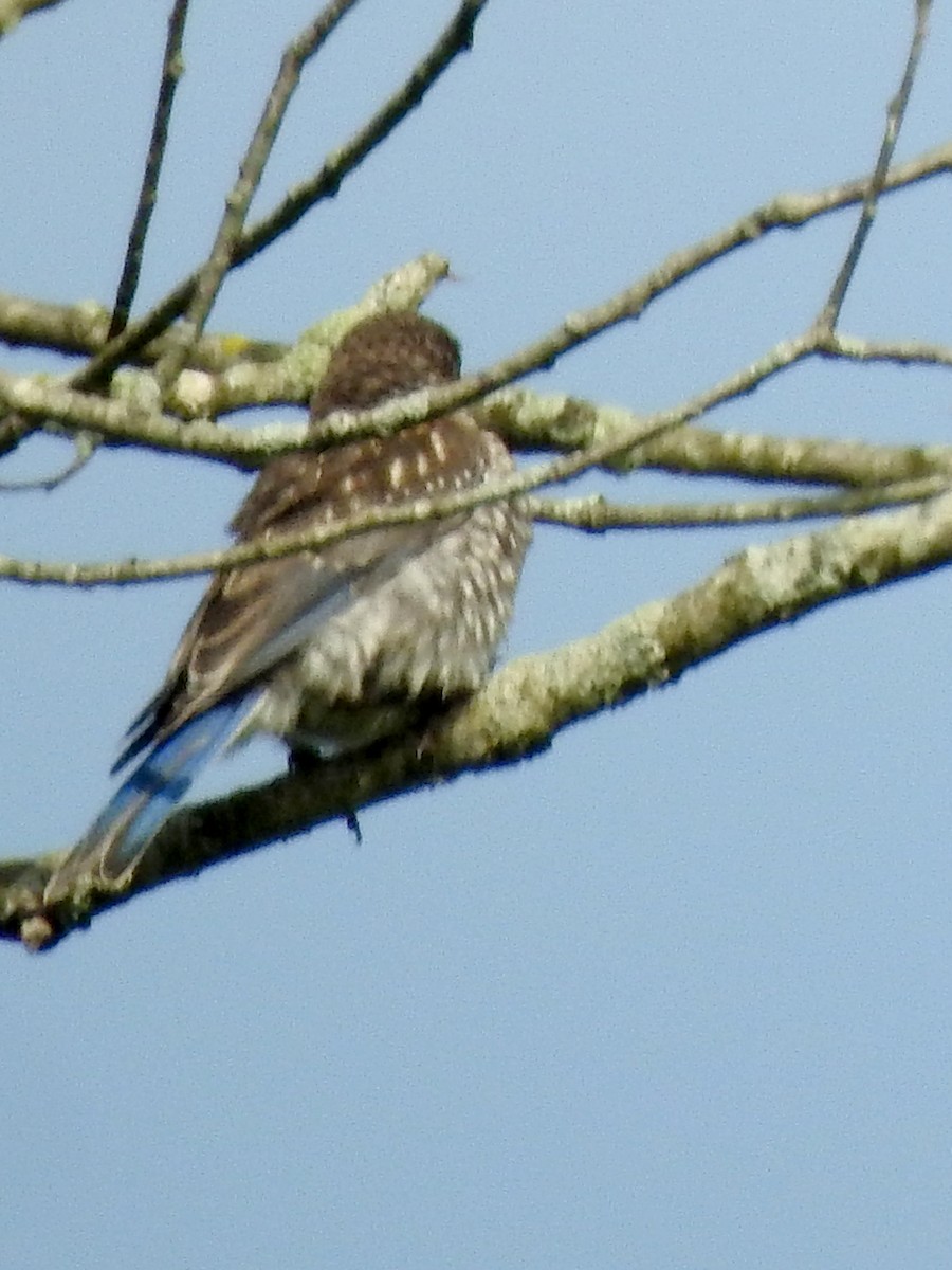 Eastern Bluebird - ML622209502