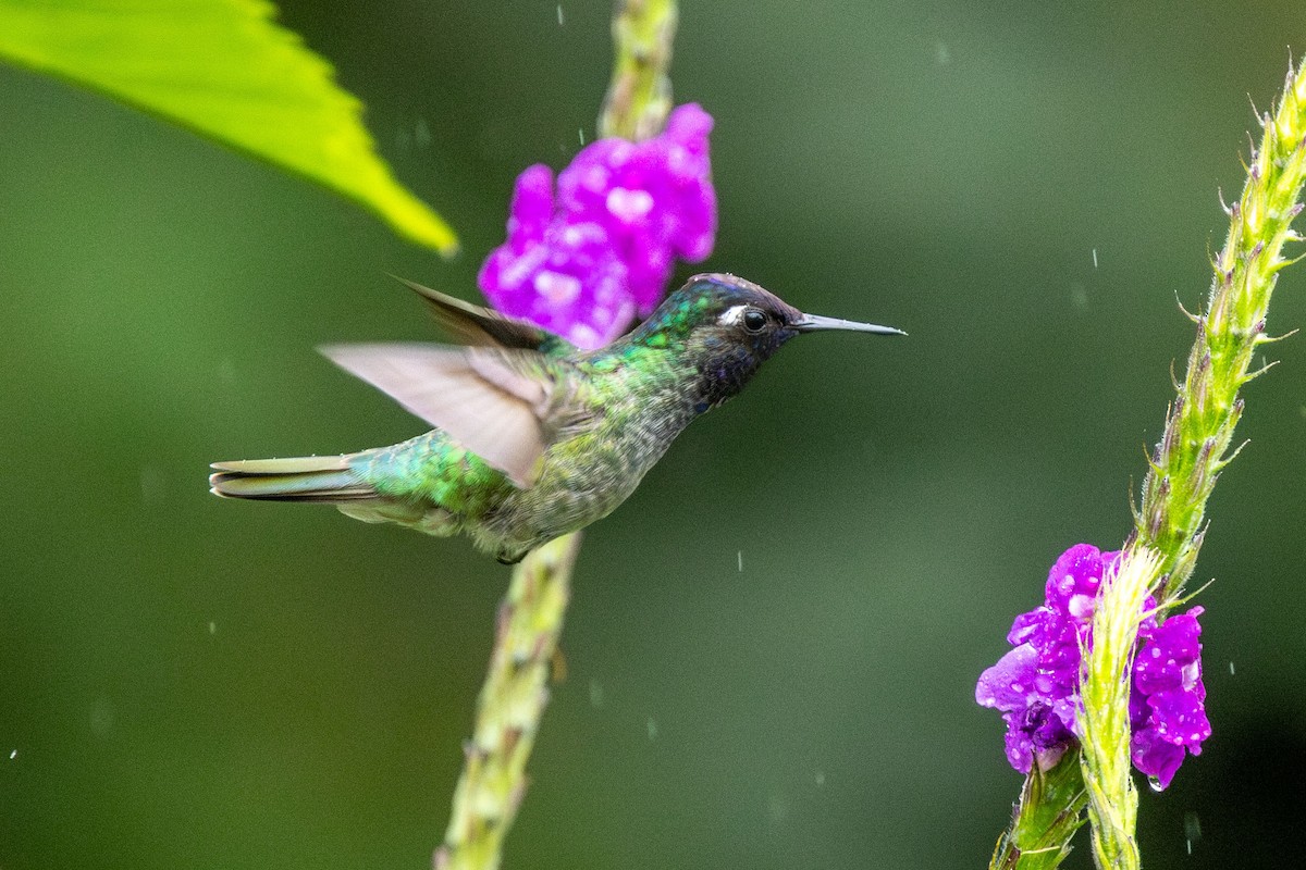 Violet-headed Hummingbird - ML622209519