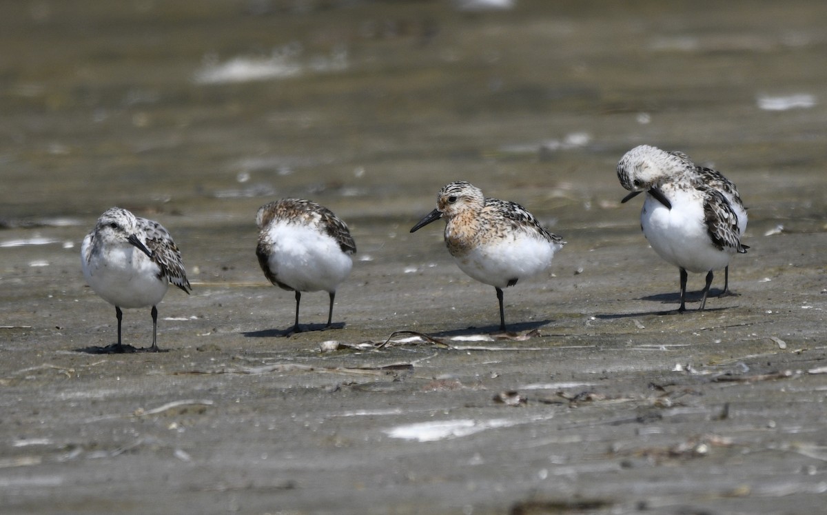 Bécasseau sanderling - ML622209561