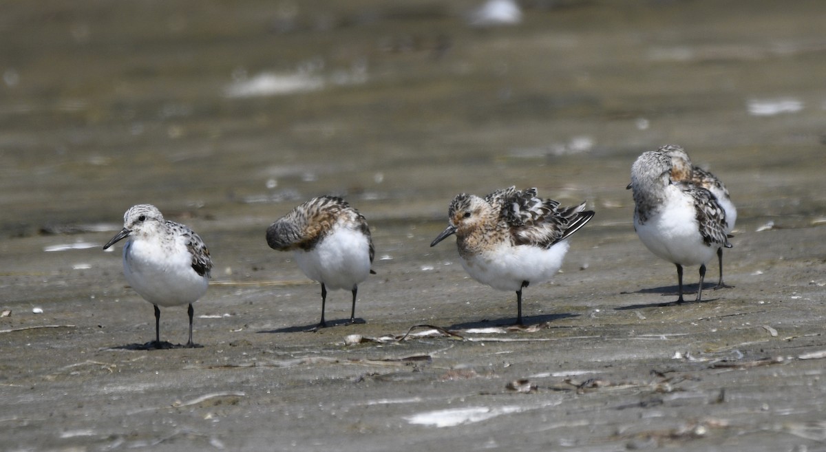 Bécasseau sanderling - ML622209562