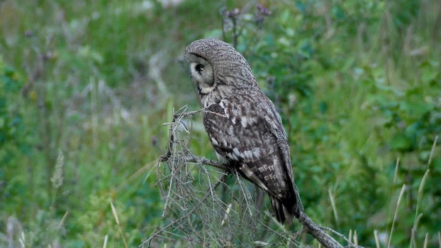 Great Gray Owl - ML622209572