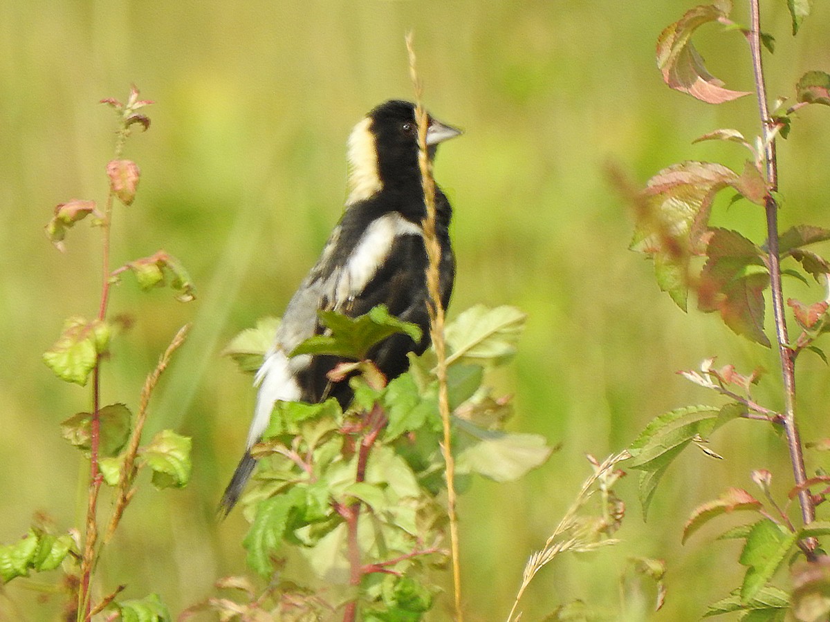 Bobolink - Karen Zeleznik