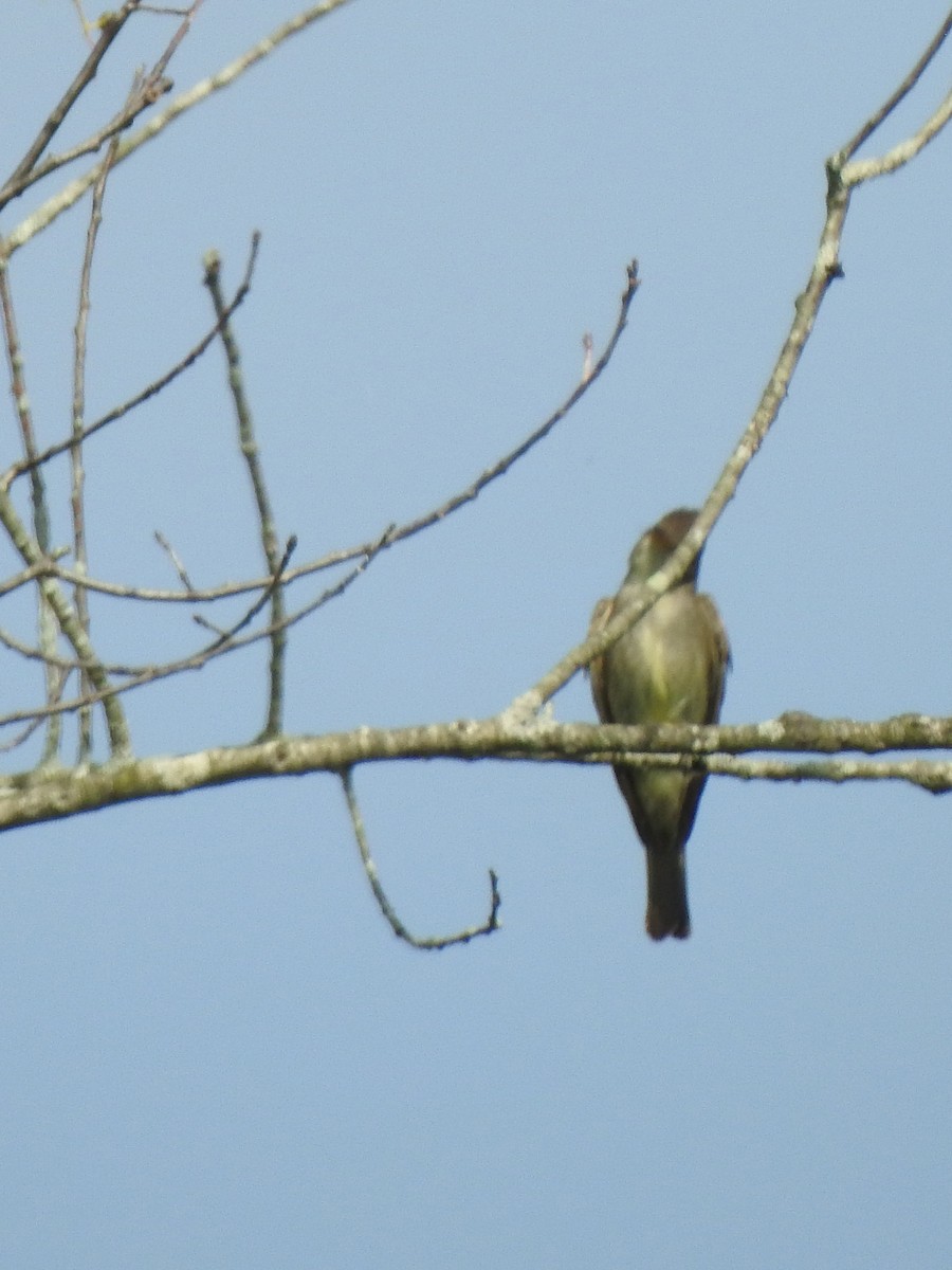 Eastern Phoebe - Karen Zeleznik