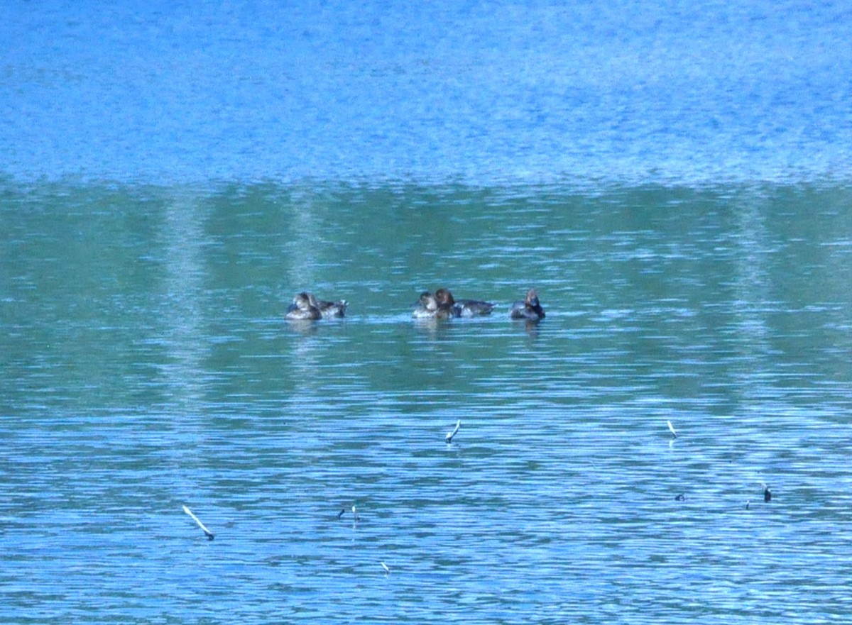 Redhead - ML622209697