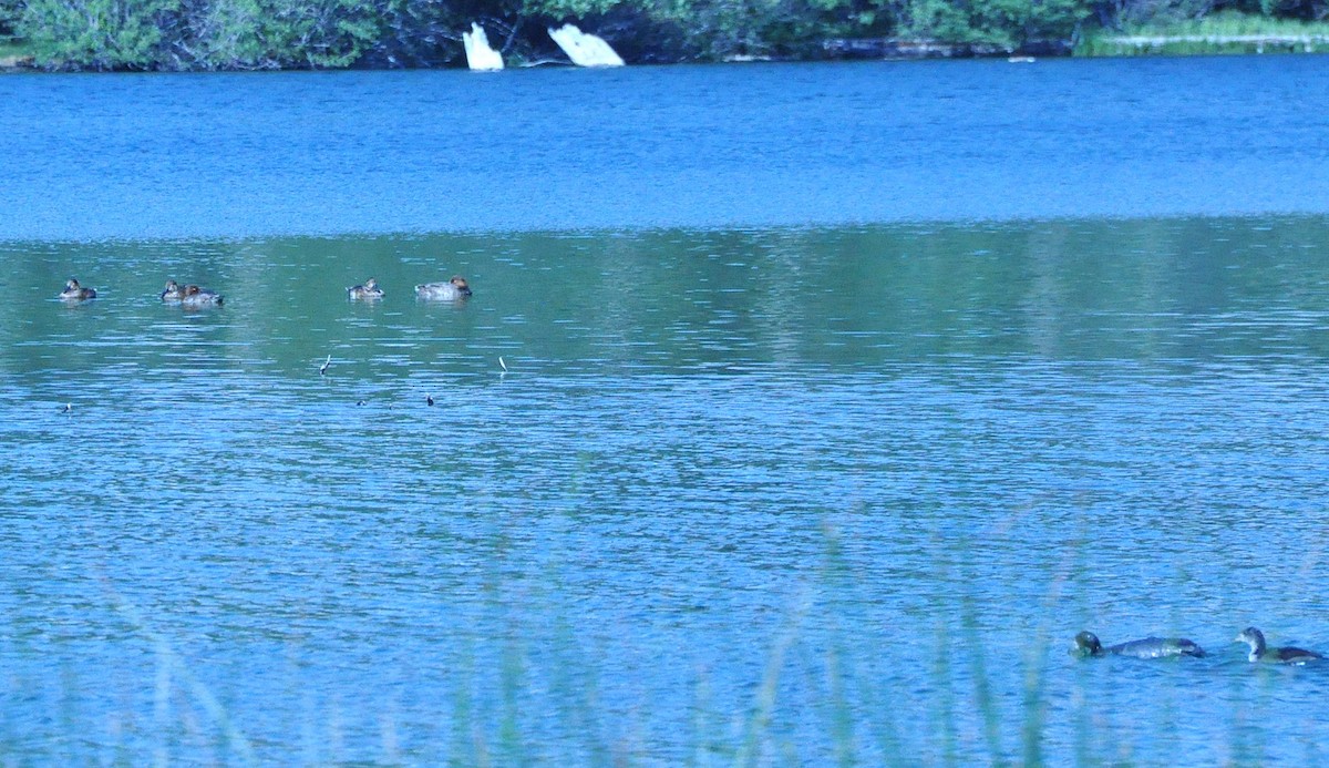 Redhead - ML622209698