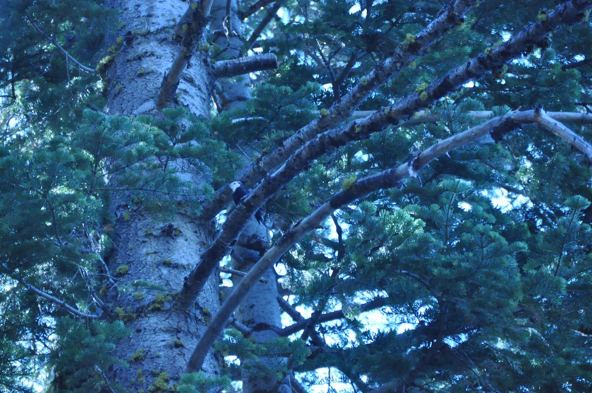 White-headed Woodpecker - ML622209711