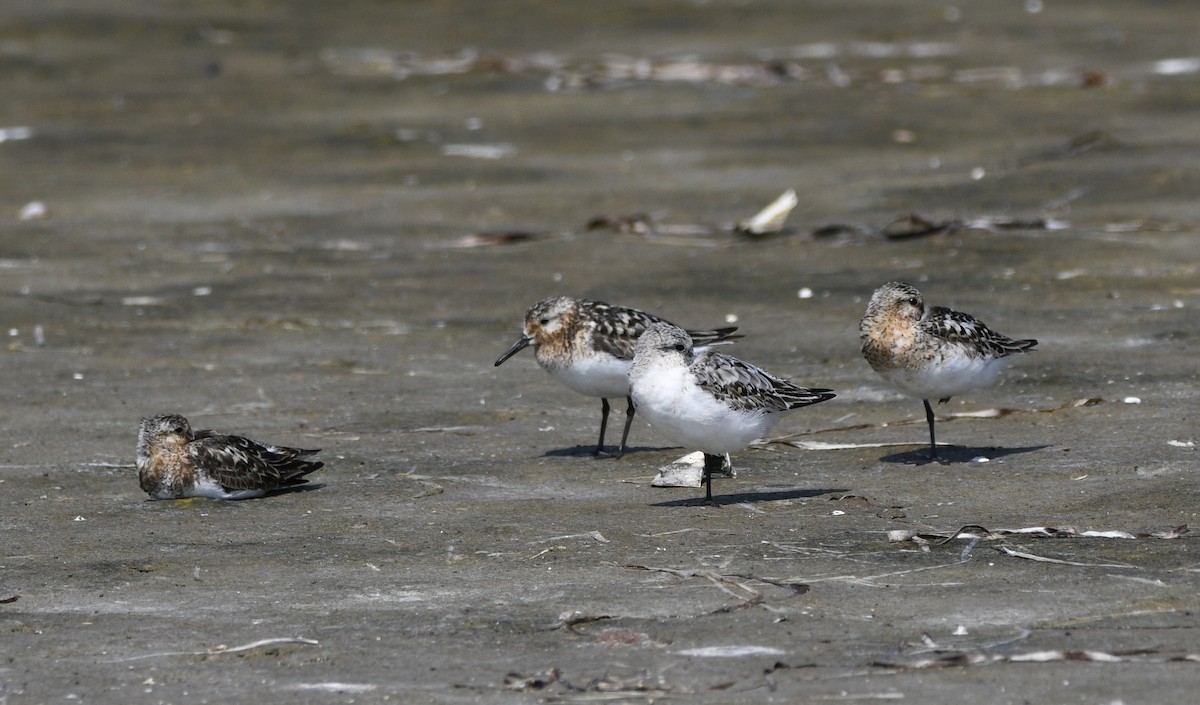 Bécasseau sanderling - ML622209756