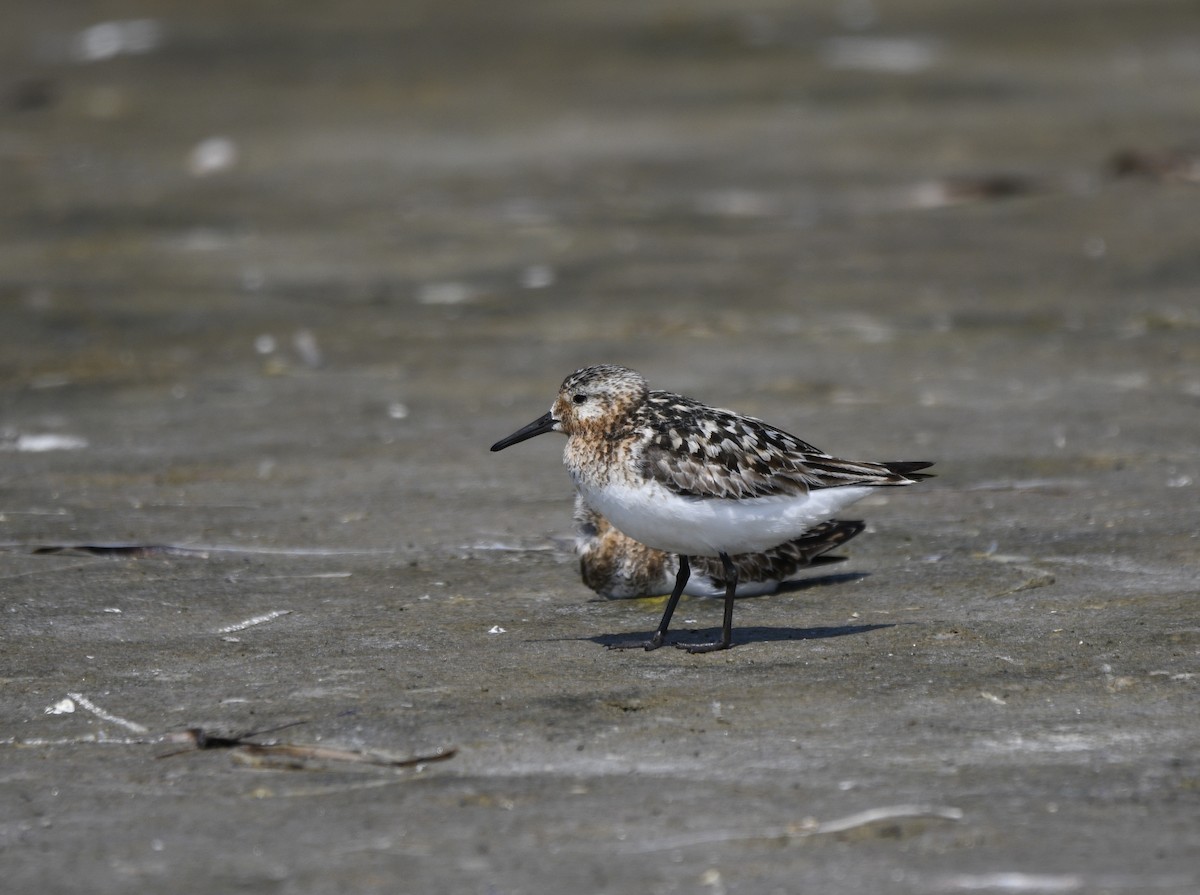 Bécasseau sanderling - ML622209757