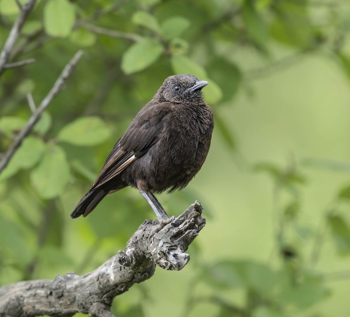 Northern Anteater-Chat - William Richards