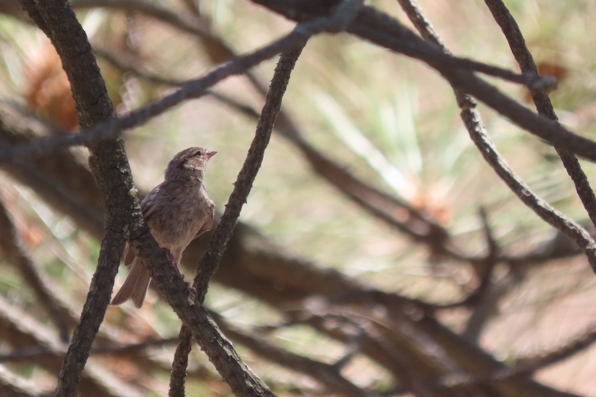 Chipping Sparrow - ML622209840