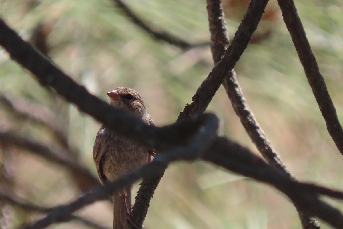 Chipping Sparrow - ML622209847