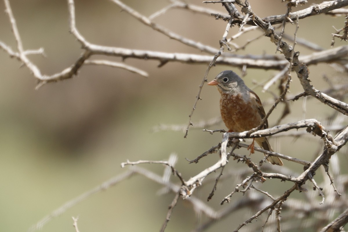 Gray-necked Bunting - ML622209857