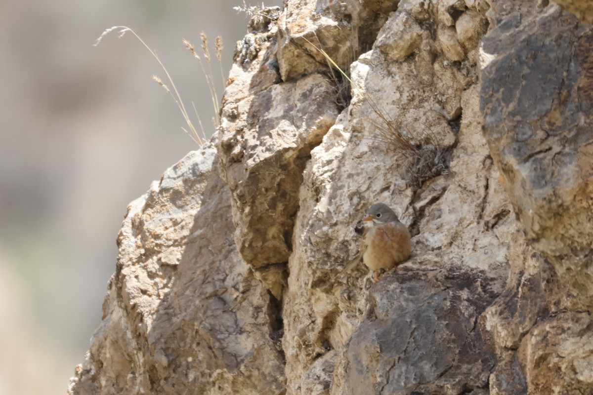 Gray-necked Bunting - ML622209858