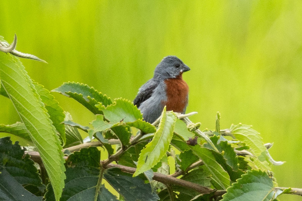 Chestnut-bellied Seedeater - ML622209863