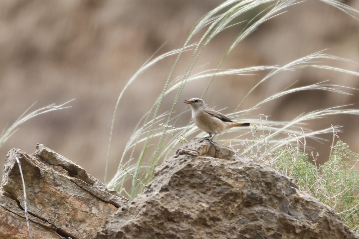 Persian Wheatear - ML622209864