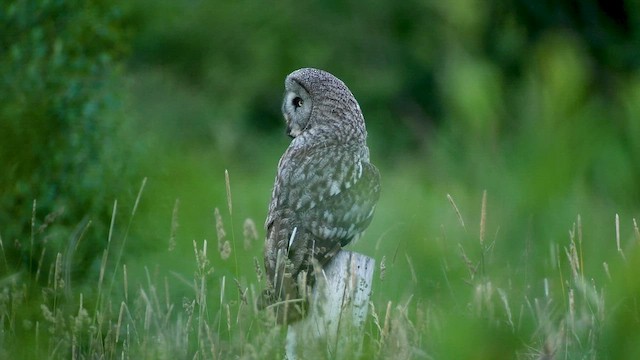 Great Gray Owl - ML622209884