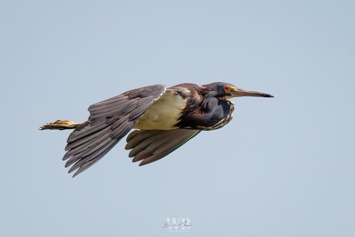 Tricolored Heron - ML622210019