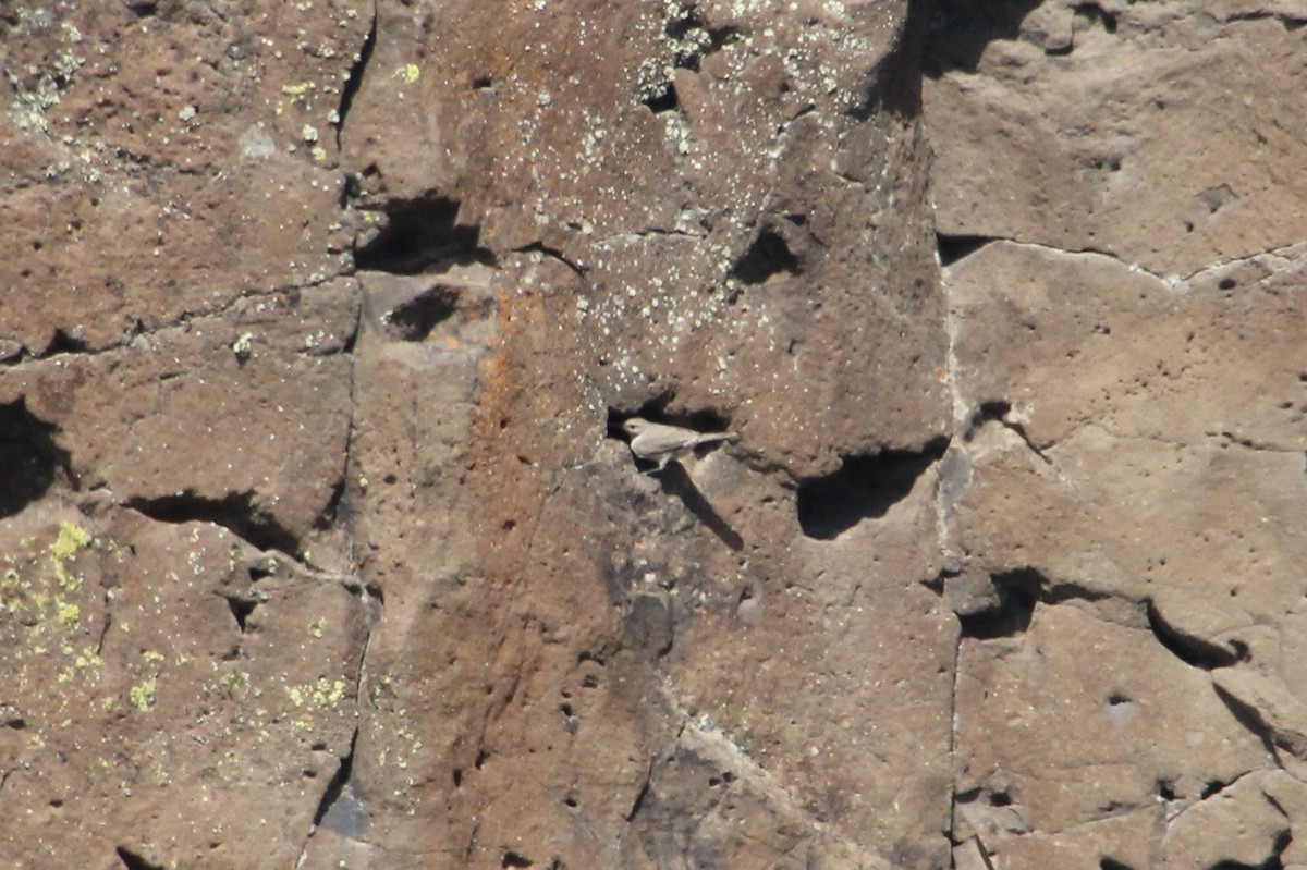 Rock Wren - ML622210023