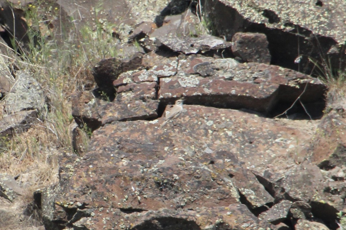 Rock Wren - ML622210024