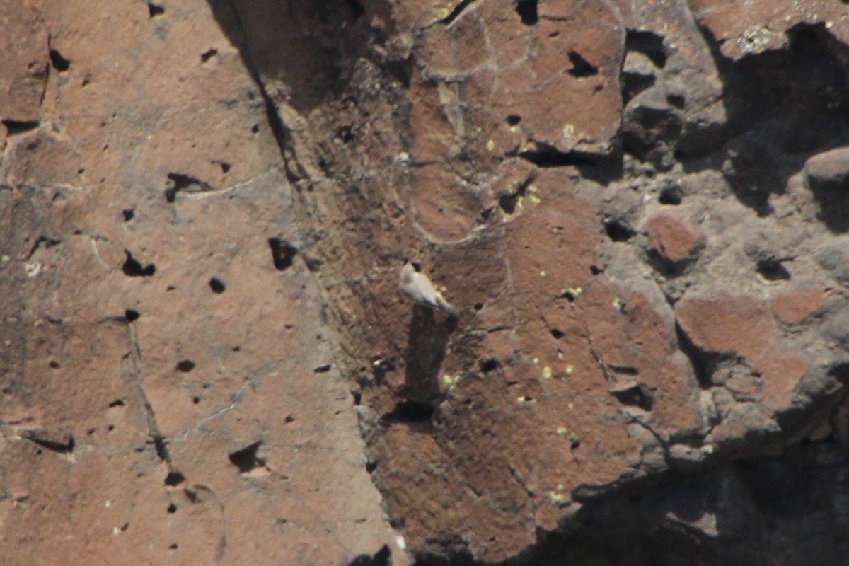 Rock Wren - ML622210026