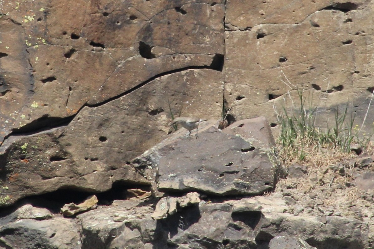 Rock Wren - ML622210027